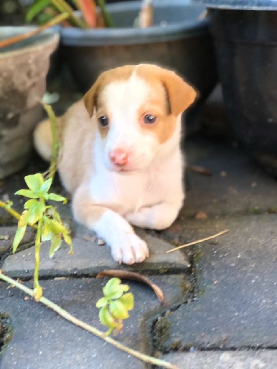 A small white and tan puppy resting on a stone path among plants